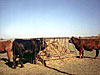 Orange Ox - Orange Ox  - Hay Conserver Bale Feeder - Save Money!