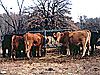 Orange Ox - Orange Ox  - Hay Conserver Bale Feeder - Save Time!